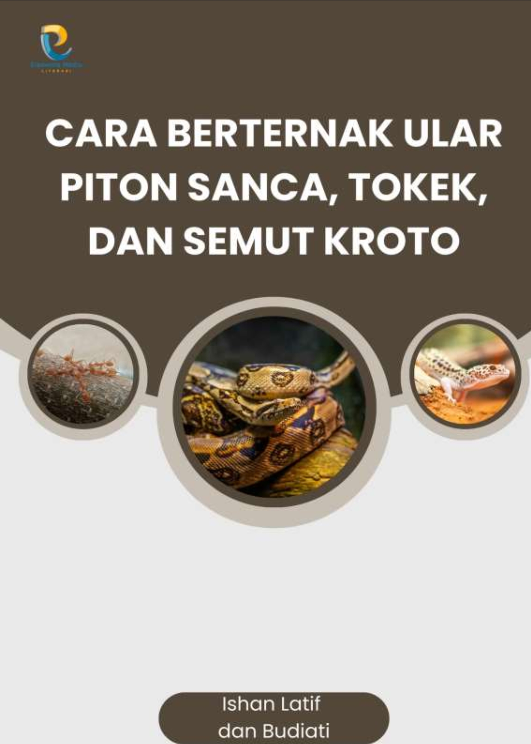 Cara Berternak Ular Piton Sanca, Tokek, dan Semut Kroto